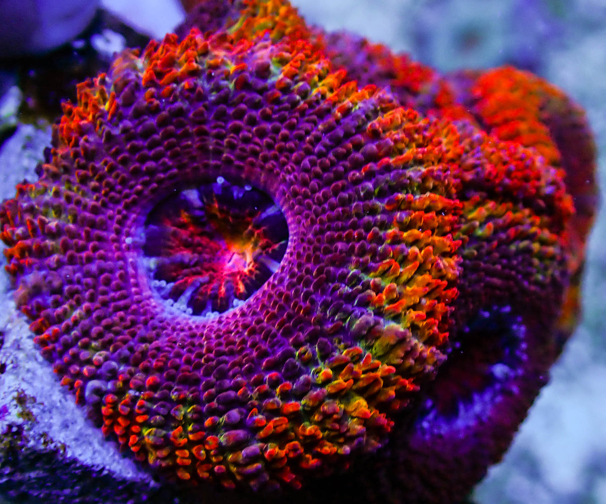 UC Juicy Fruit Rainbow Acan Colony