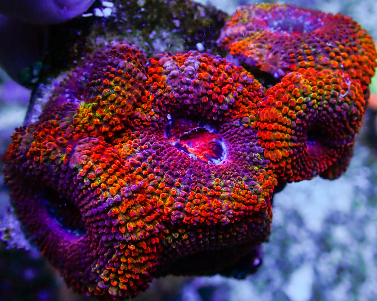 UC Juicy Fruit Rainbow Acan Colony
