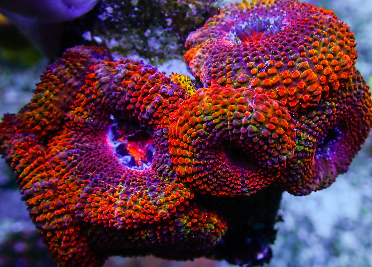 UC Juicy Fruit Rainbow Acan Colony