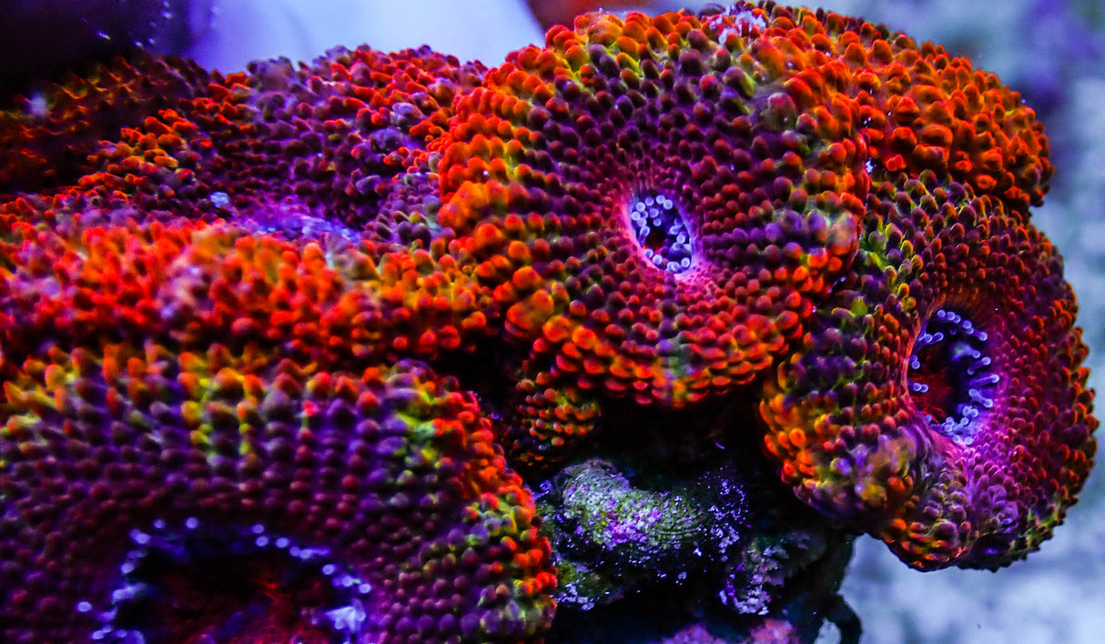 UC Juicy Fruit Rainbow Acan Colony
