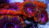 UC Juicy Fruit Rainbow Acan Colony