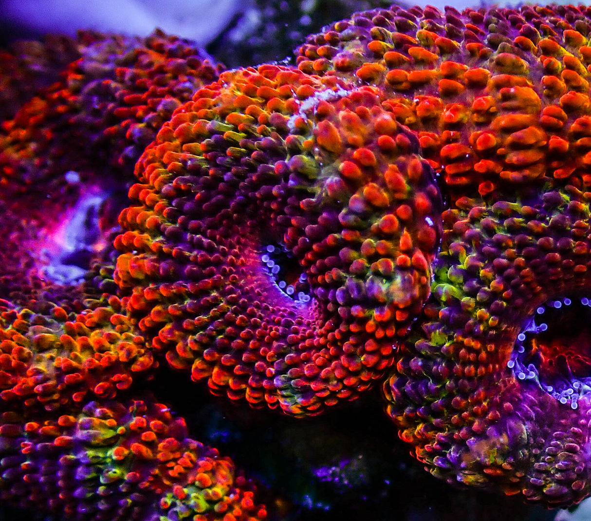 UC Juicy Fruit Rainbow Acan Colony