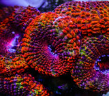 UC Juicy Fruit Rainbow Acan Colony