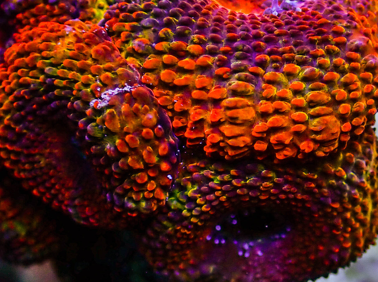 UC Juicy Fruit Rainbow Acan Colony