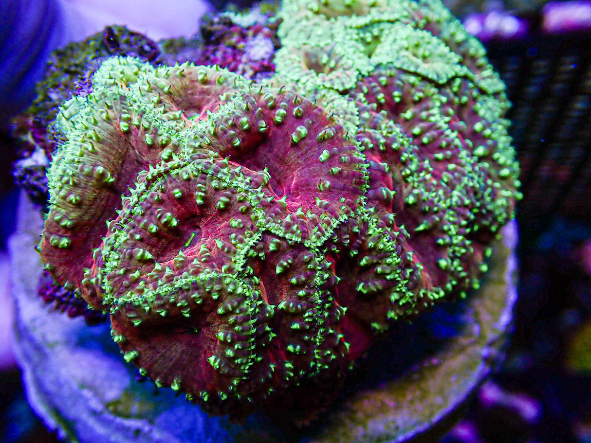 UC Glamour Shot Blasto Colony