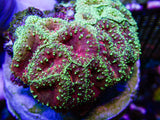 UC Glamour Shot Blasto Colony