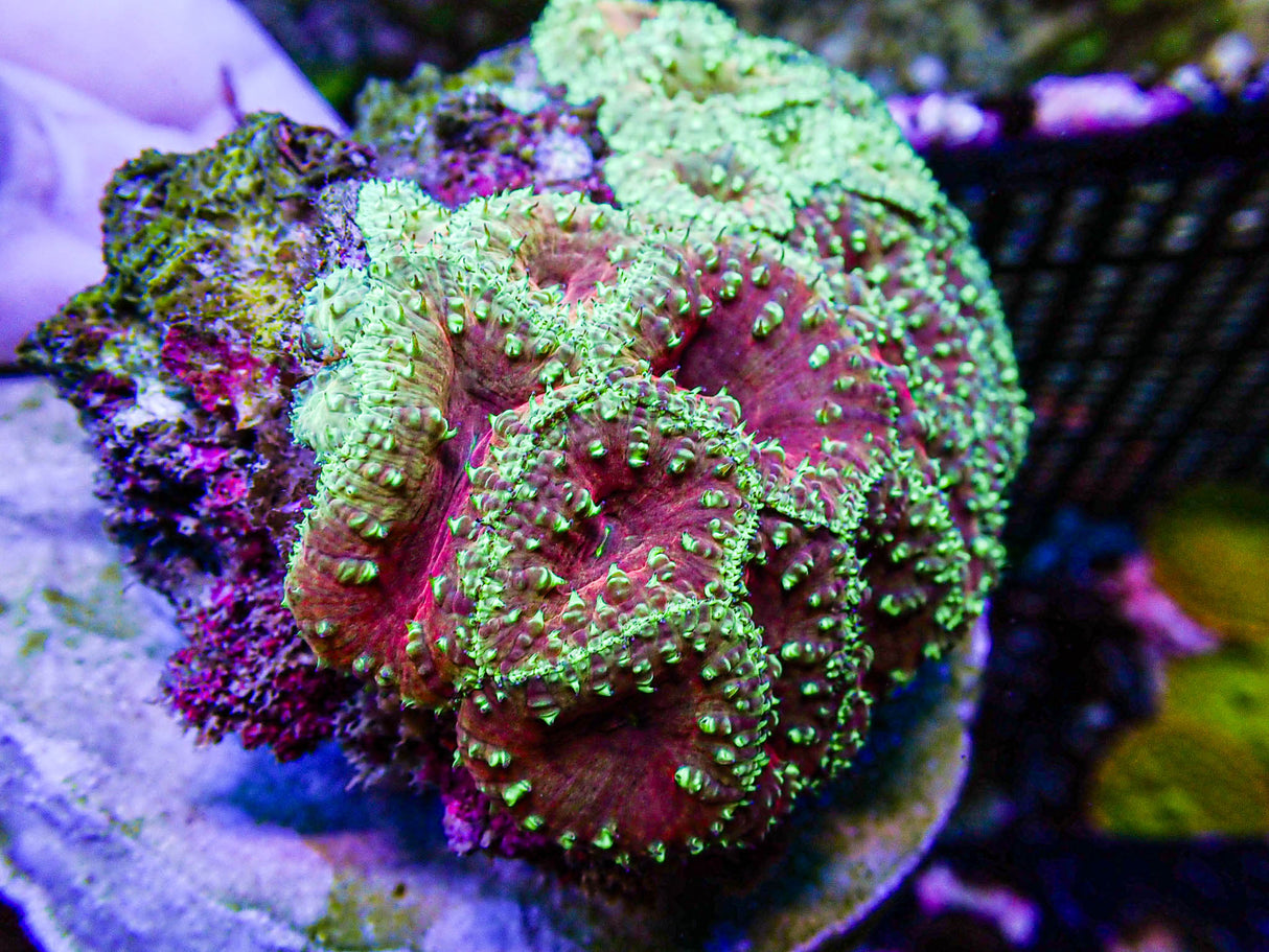 UC Glamour Shot Blasto Colony