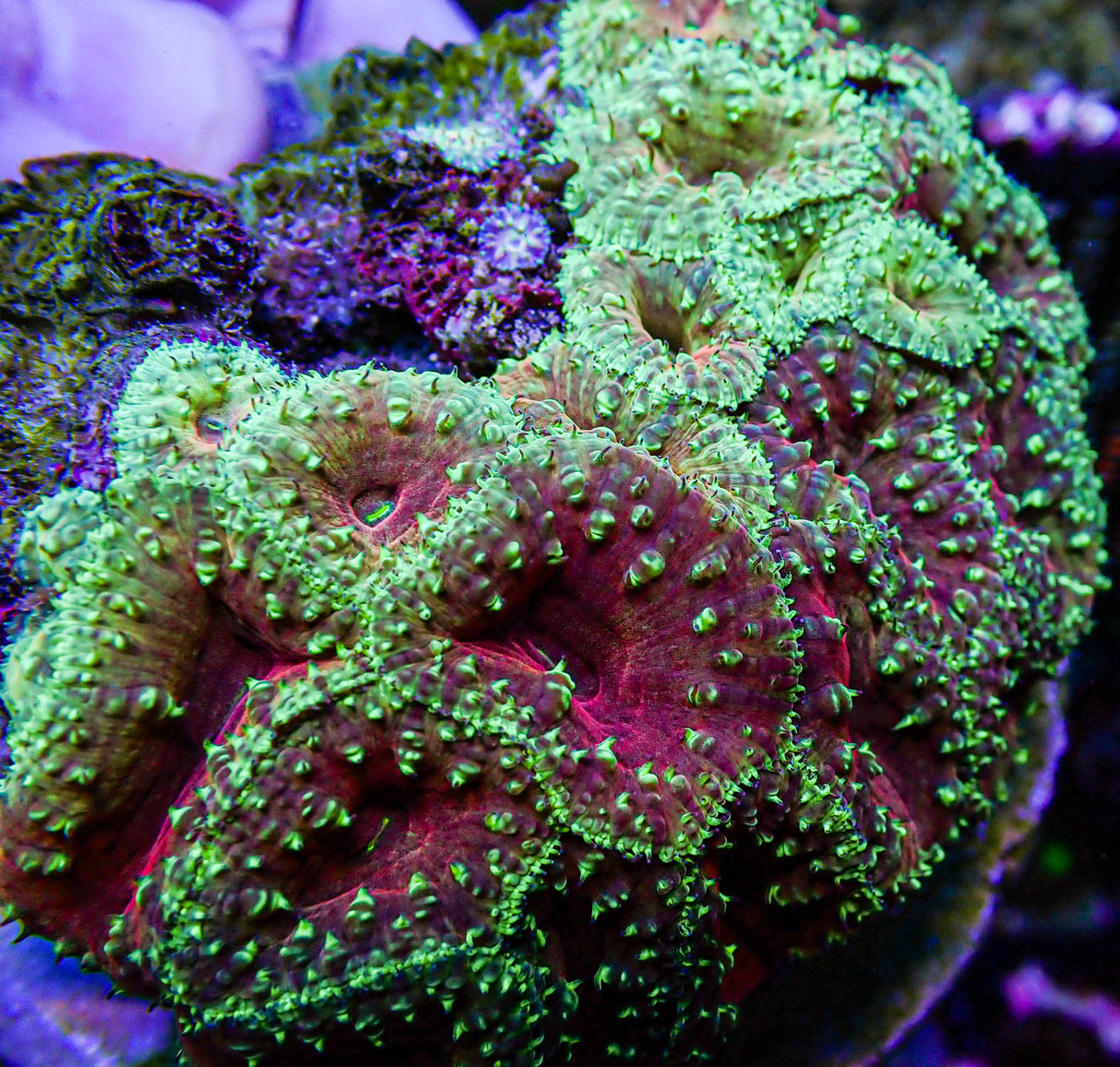 UC Glamour Shot Blasto Colony