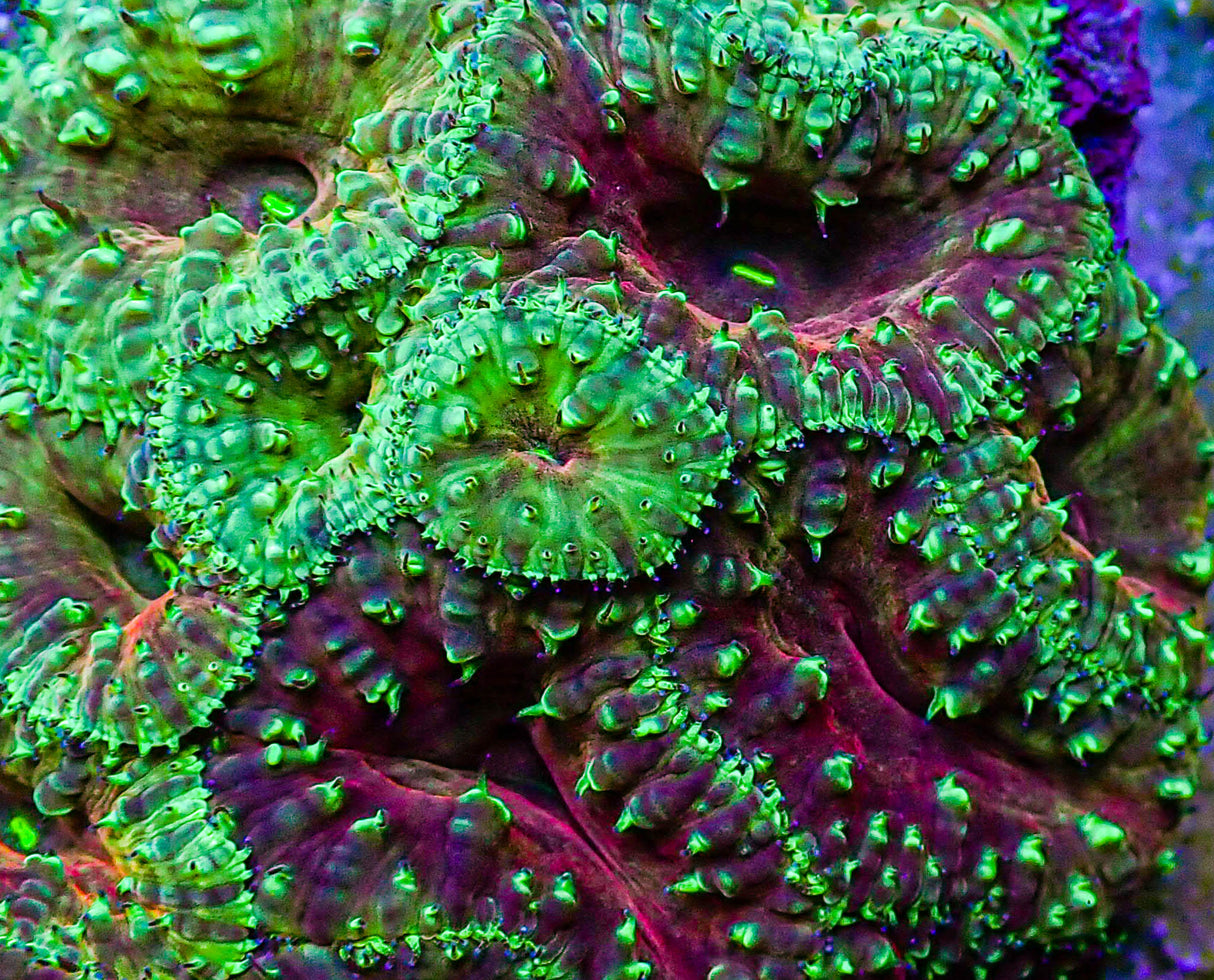 UC Glamour Shot Blasto Colony