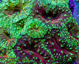 UC Glamour Shot Blasto Colony