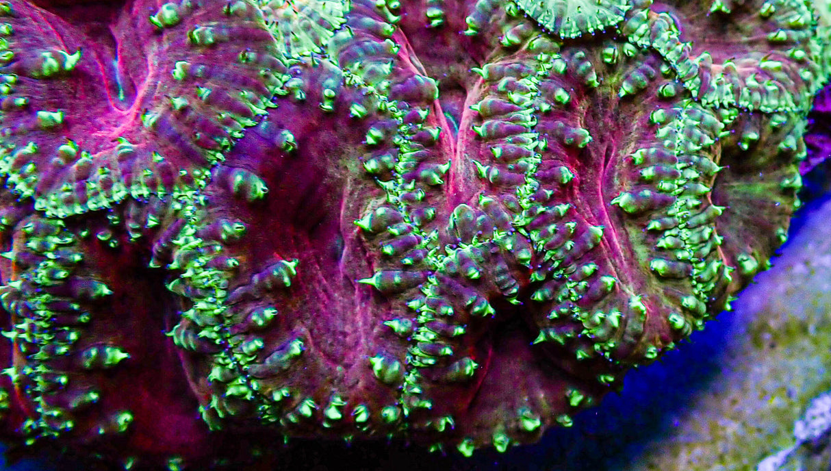 UC Glamour Shot Blasto Colony