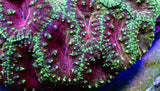 UC Glamour Shot Blasto Colony