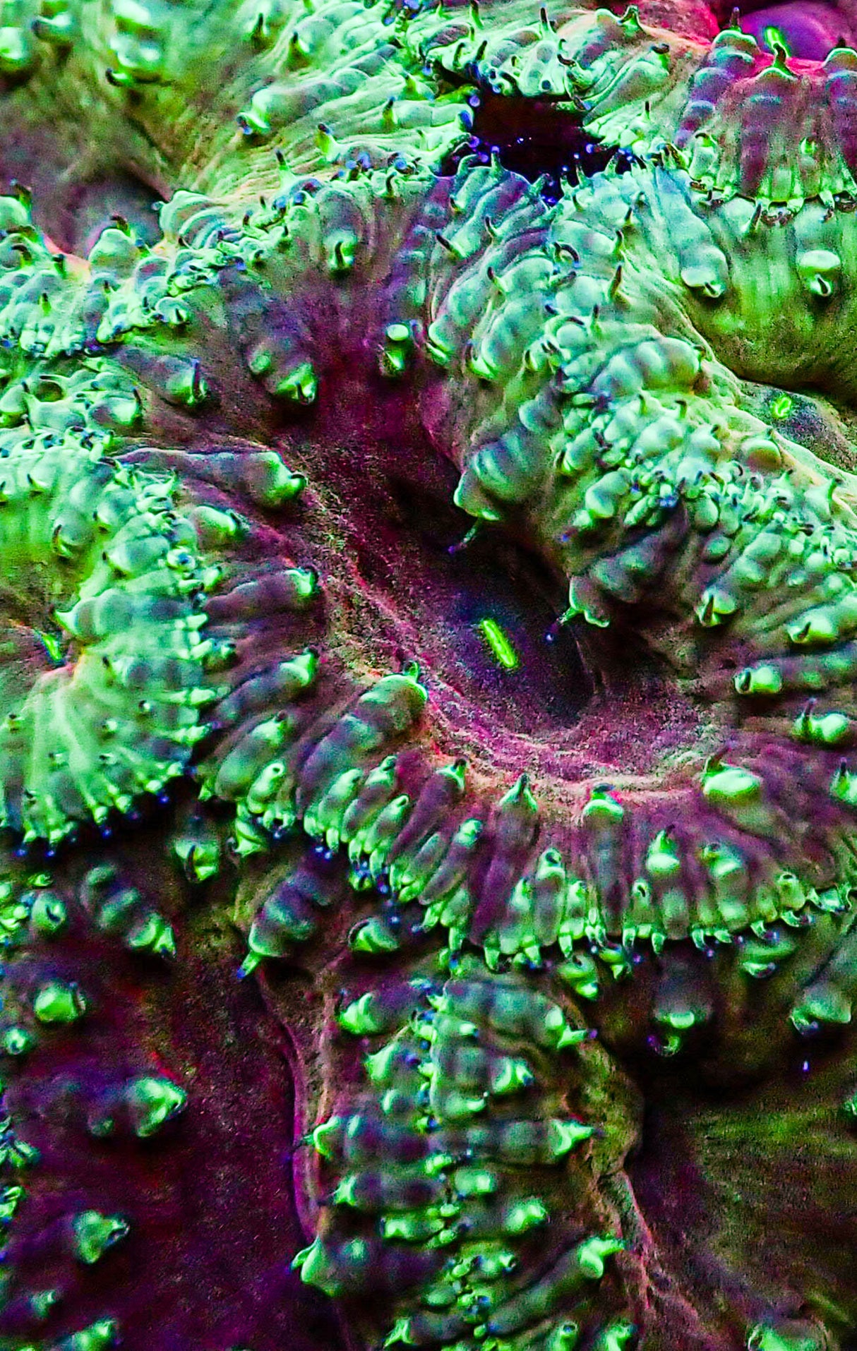 UC Glamour Shot Blasto Colony