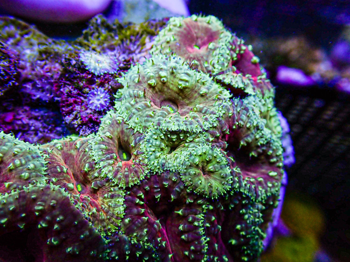 UC Glamour Shot Blasto Colony