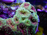 UC Glamour Shot Blasto Colony