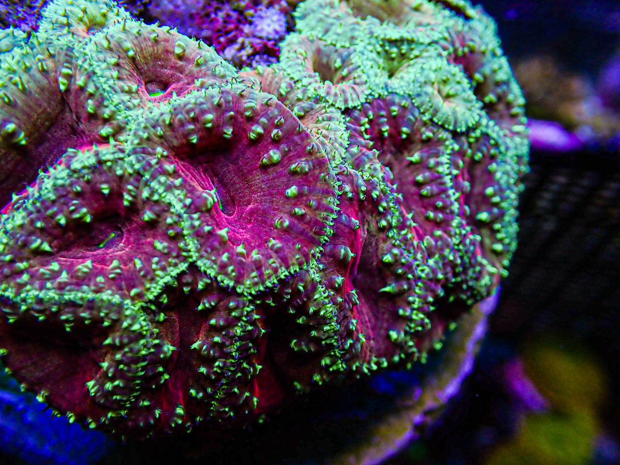 UC Glamour Shot Blasto Colony