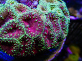 UC Glamour Shot Blasto Colony