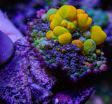 WWC OG Bounce Mushroom