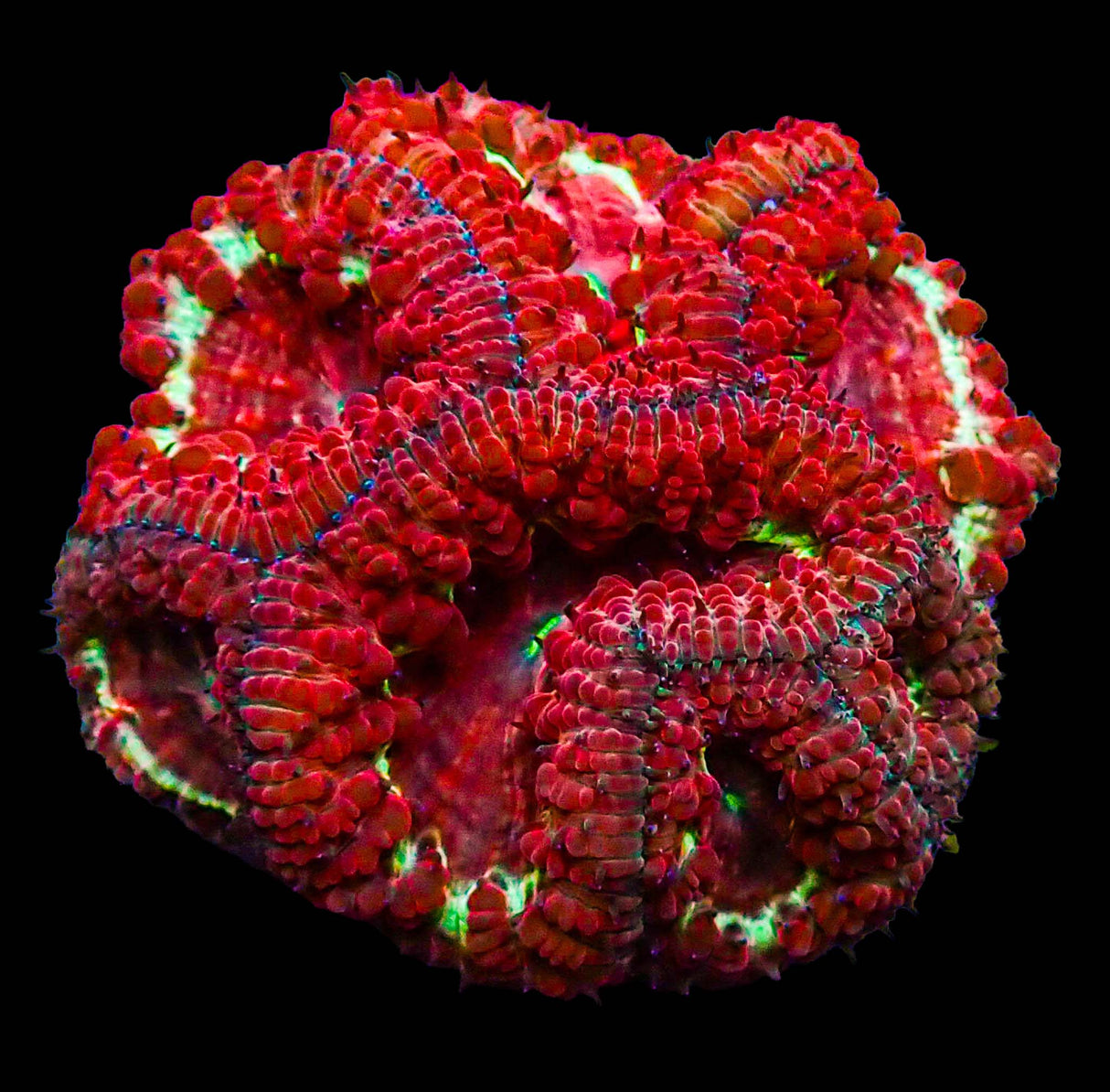 UC Star Light Blasto Colony