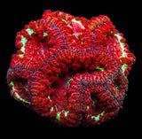 UC Star Light Blasto Colony