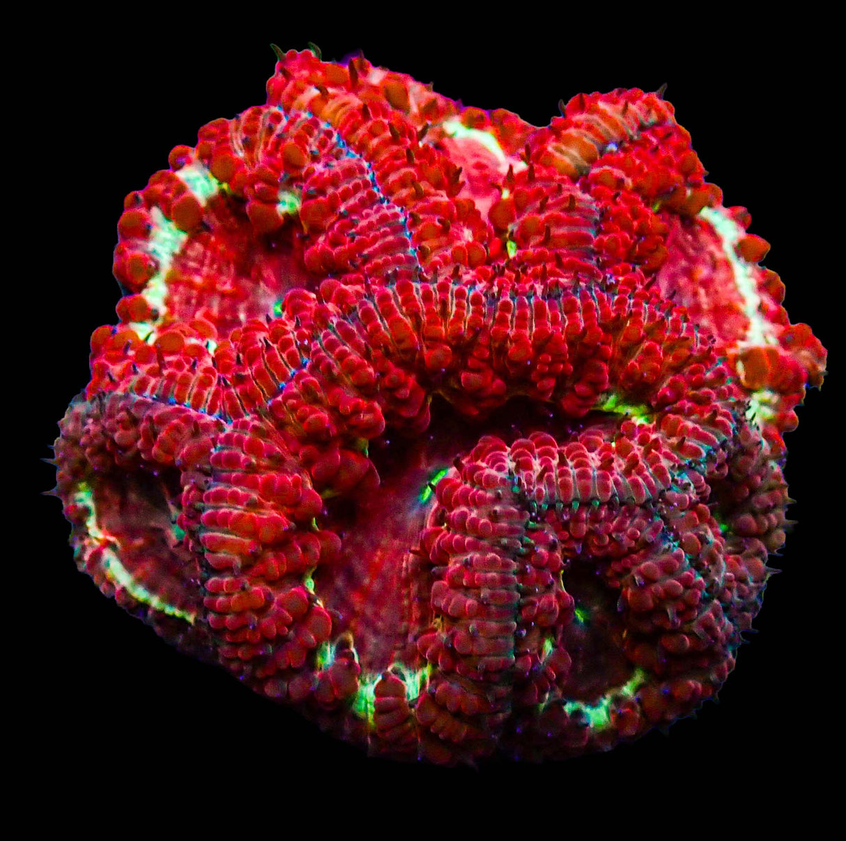 UC Star Light Blasto Colony