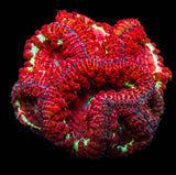 UC Star Light Blasto Colony