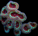 UC Demon Slayer Blasto Colony