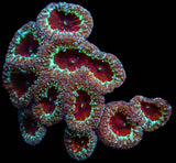 UC Demon Slayer Blasto Colony