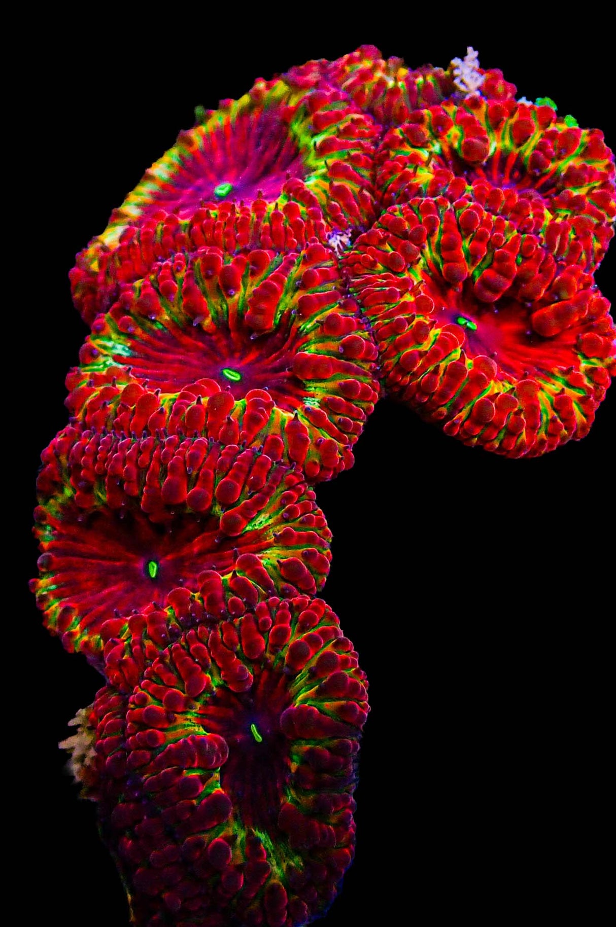 UC Kingdom Hearts Blasto Colony