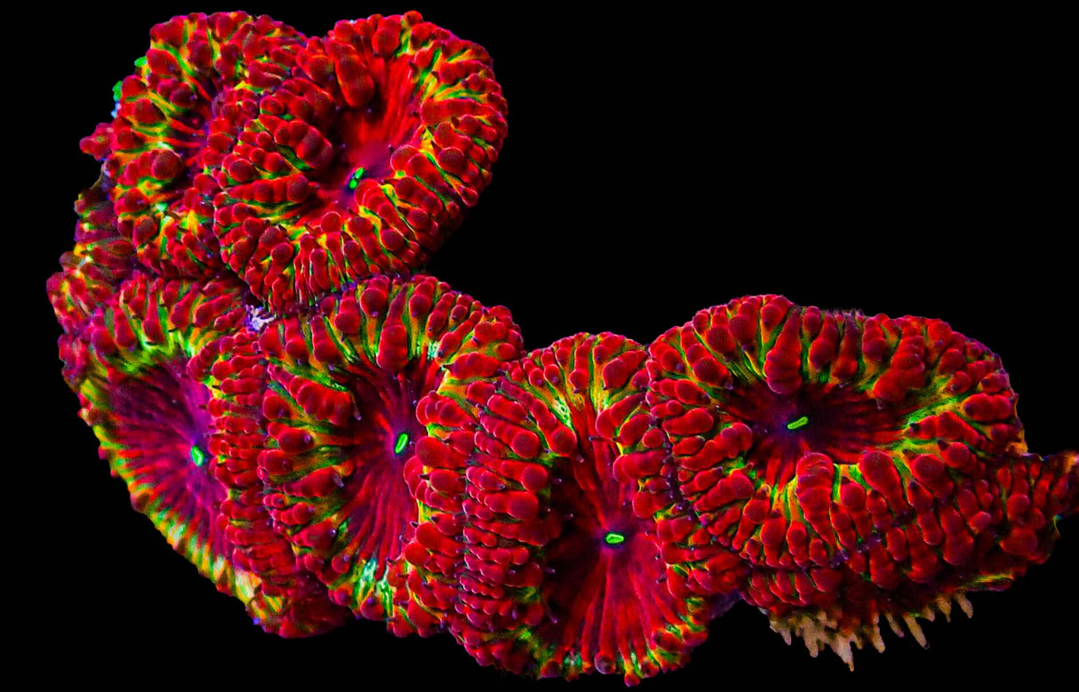 UC Kingdom Hearts Blasto Colony