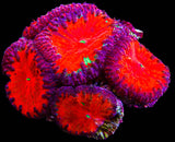 UC Dantes Inferno Blasto Colony