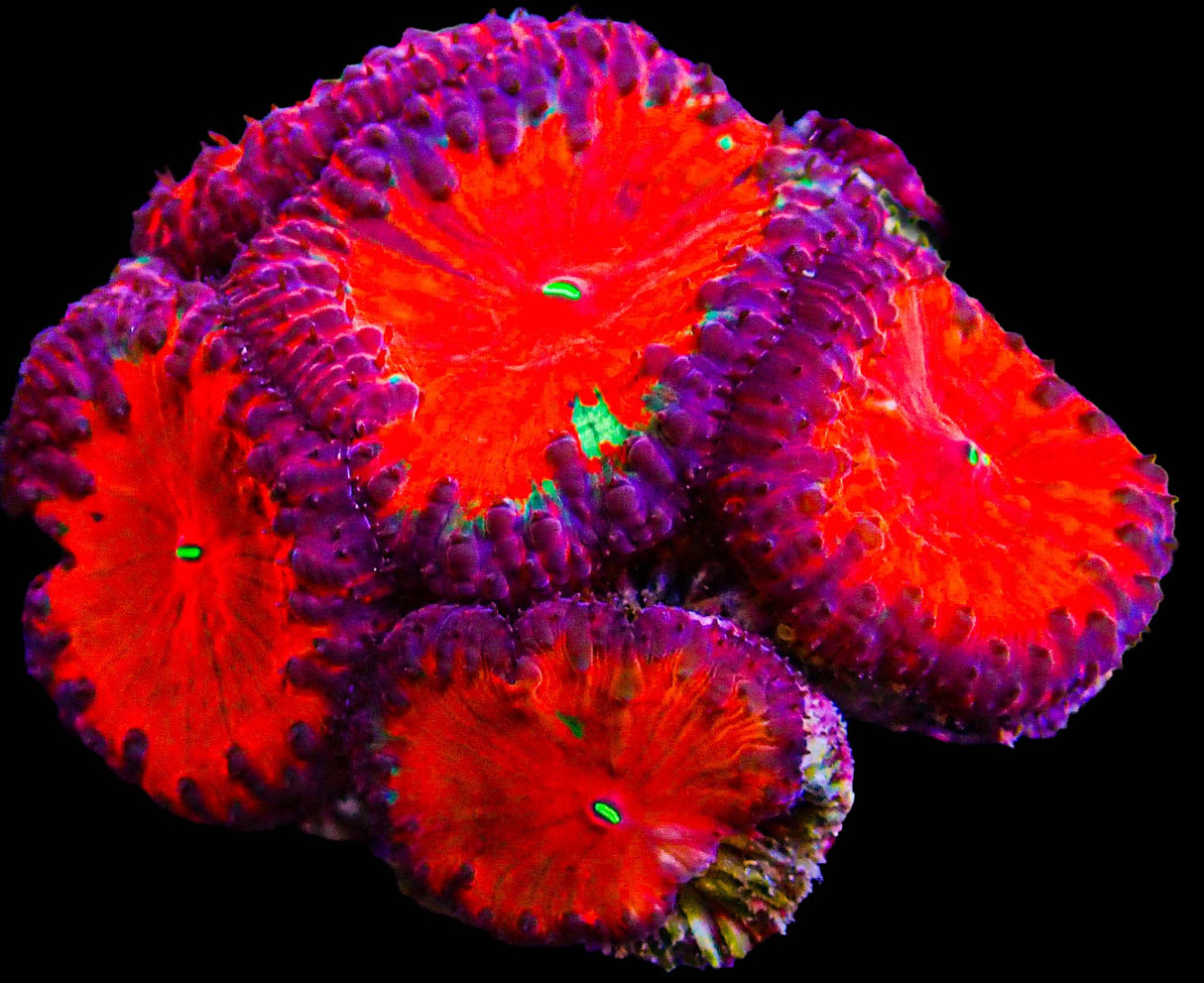 UC Dantes Inferno Blasto Colony