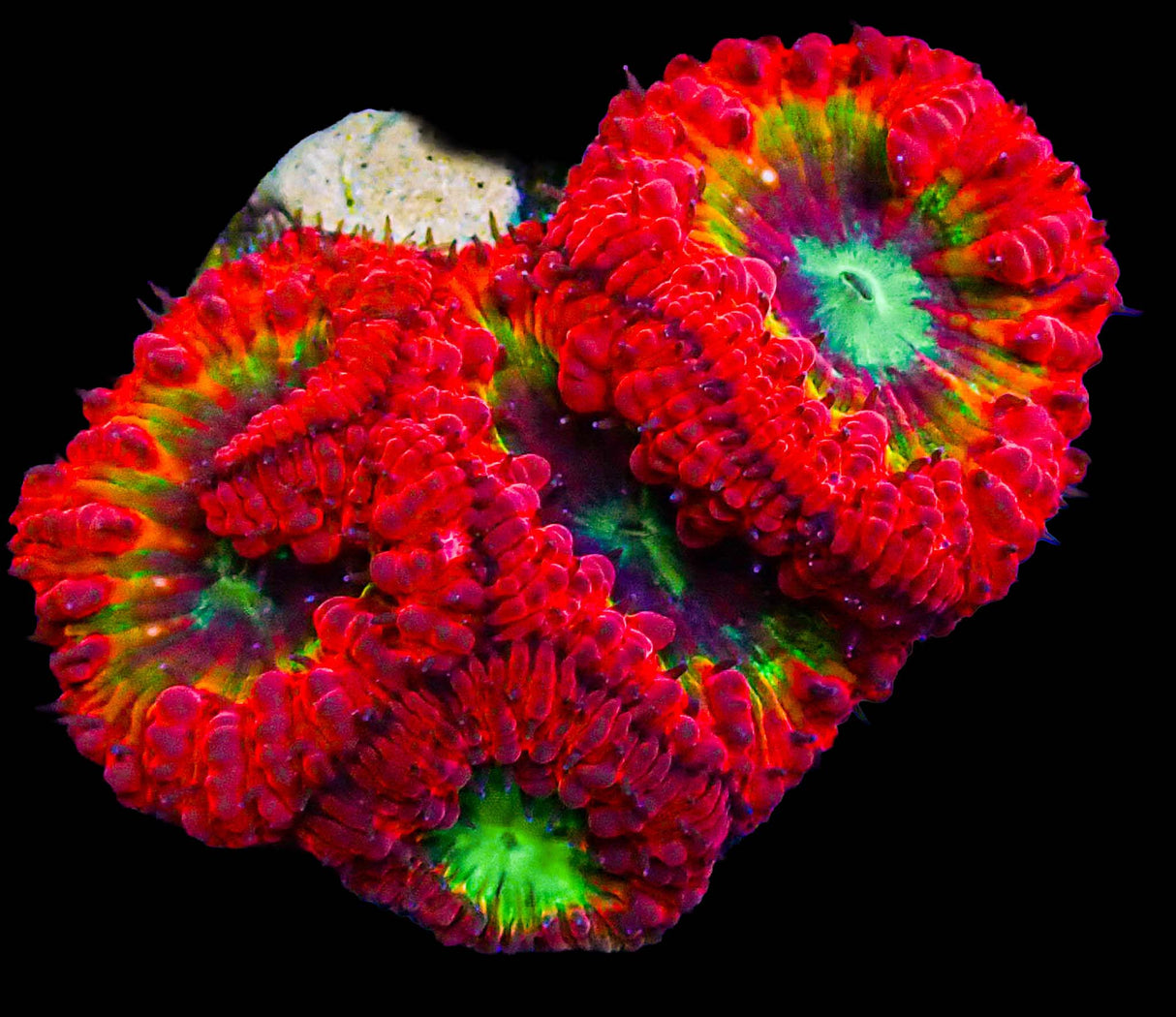 UC Eye of Sauron Blasto Colony