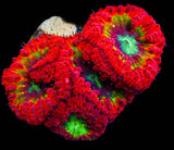 UC Eye of Sauron Blasto Colony