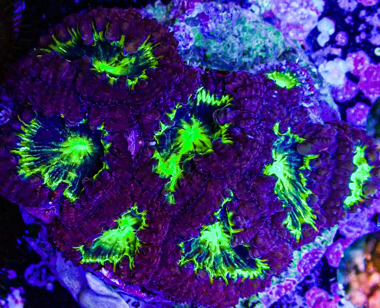 UC Purple Plasma Blasto Colony
