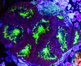 UC Purple Plasma Blasto Colony