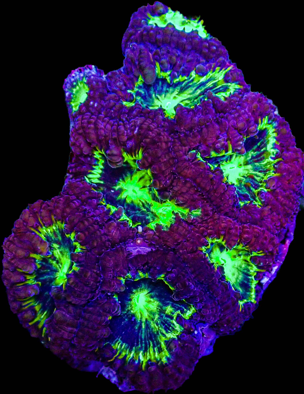 UC Purple Plasma Blasto Colony