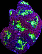 UC Purple Plasma Blasto Colony