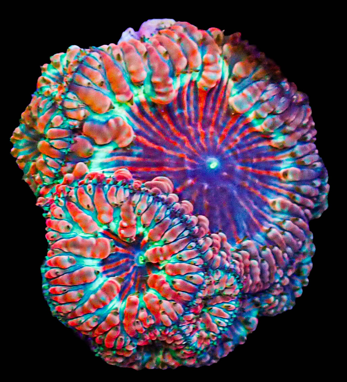 UC Rainbow Blasto Colony