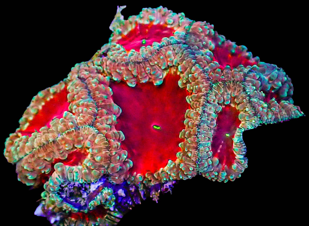 UC Bloody Valentine Blasto Colony