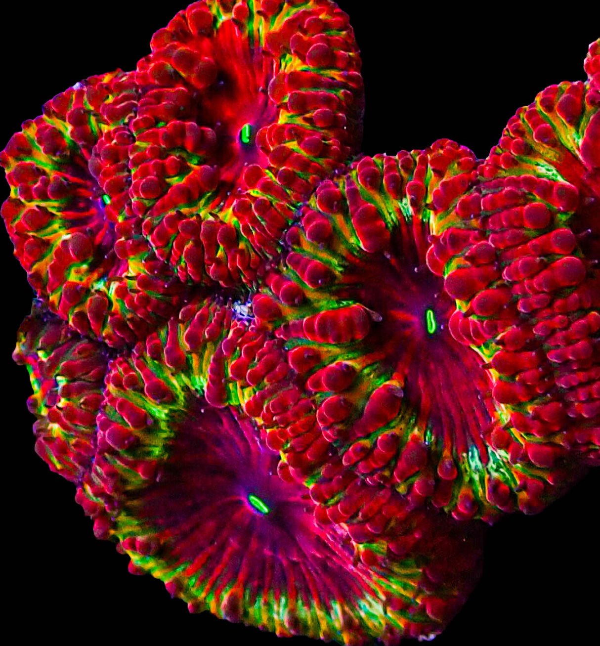 UC Kingdom Hearts Blasto Colony