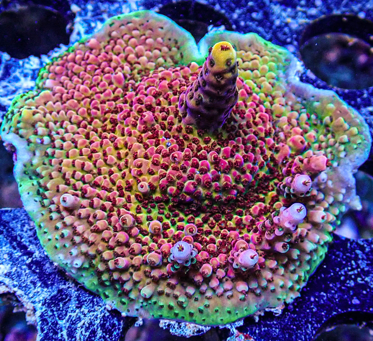 UC Gumdrop Acropora