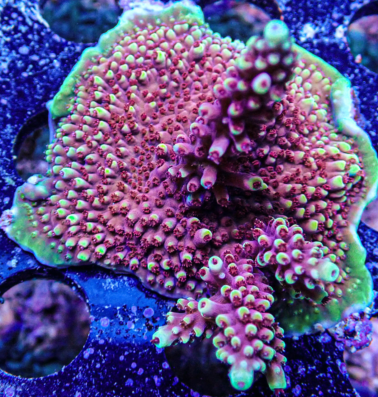 UC Pink Cadillac Acropora