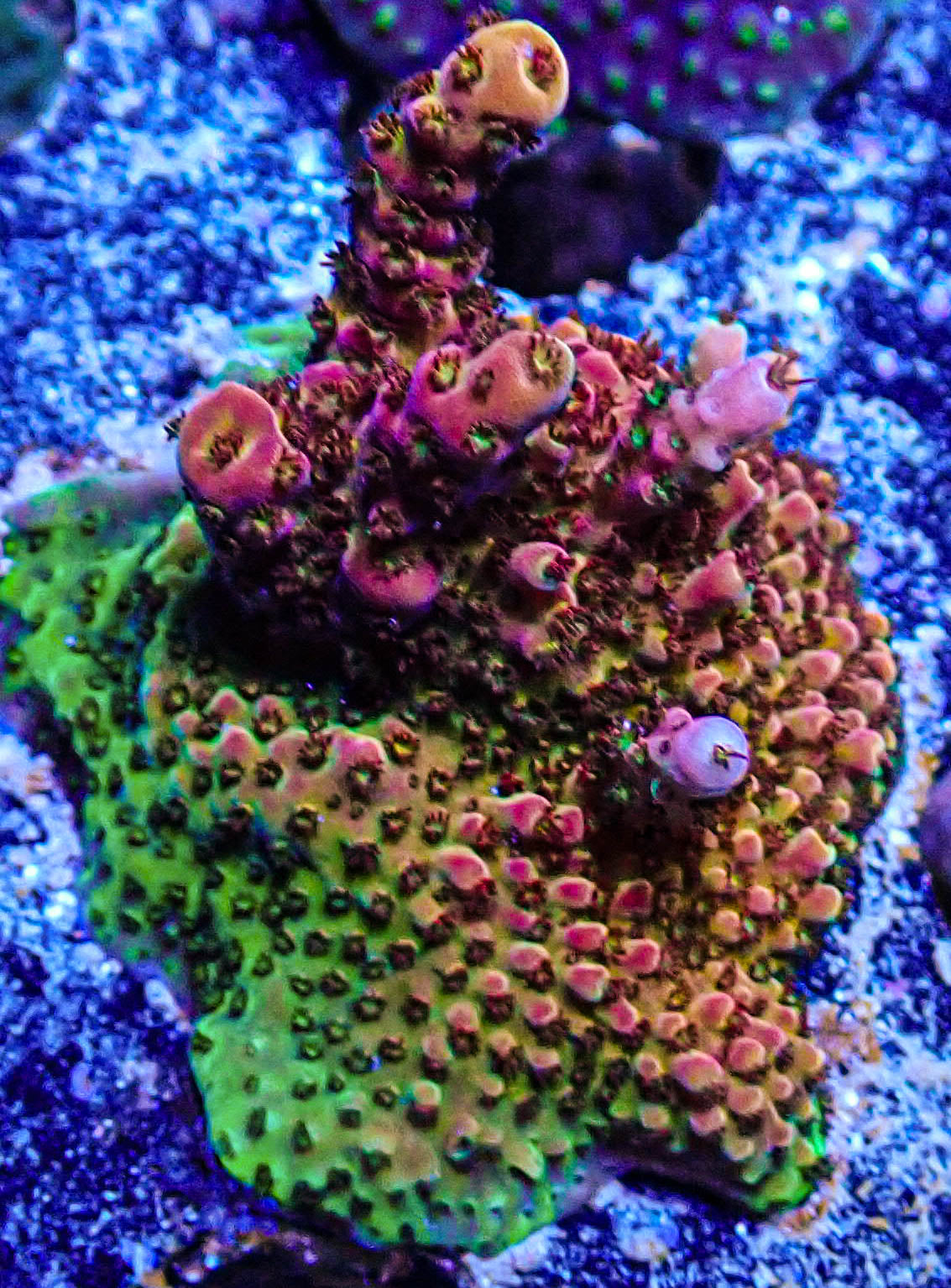 Romels Rainbow Acropora