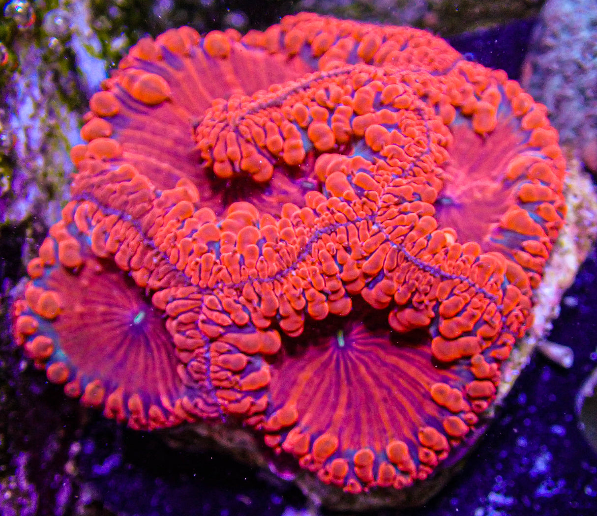 UC Heart Breaker Blasto Colony