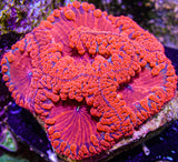 UC Heart Breaker Blasto Colony