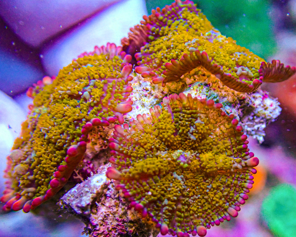 Golden Gonzo Bounce Mushroom Colony