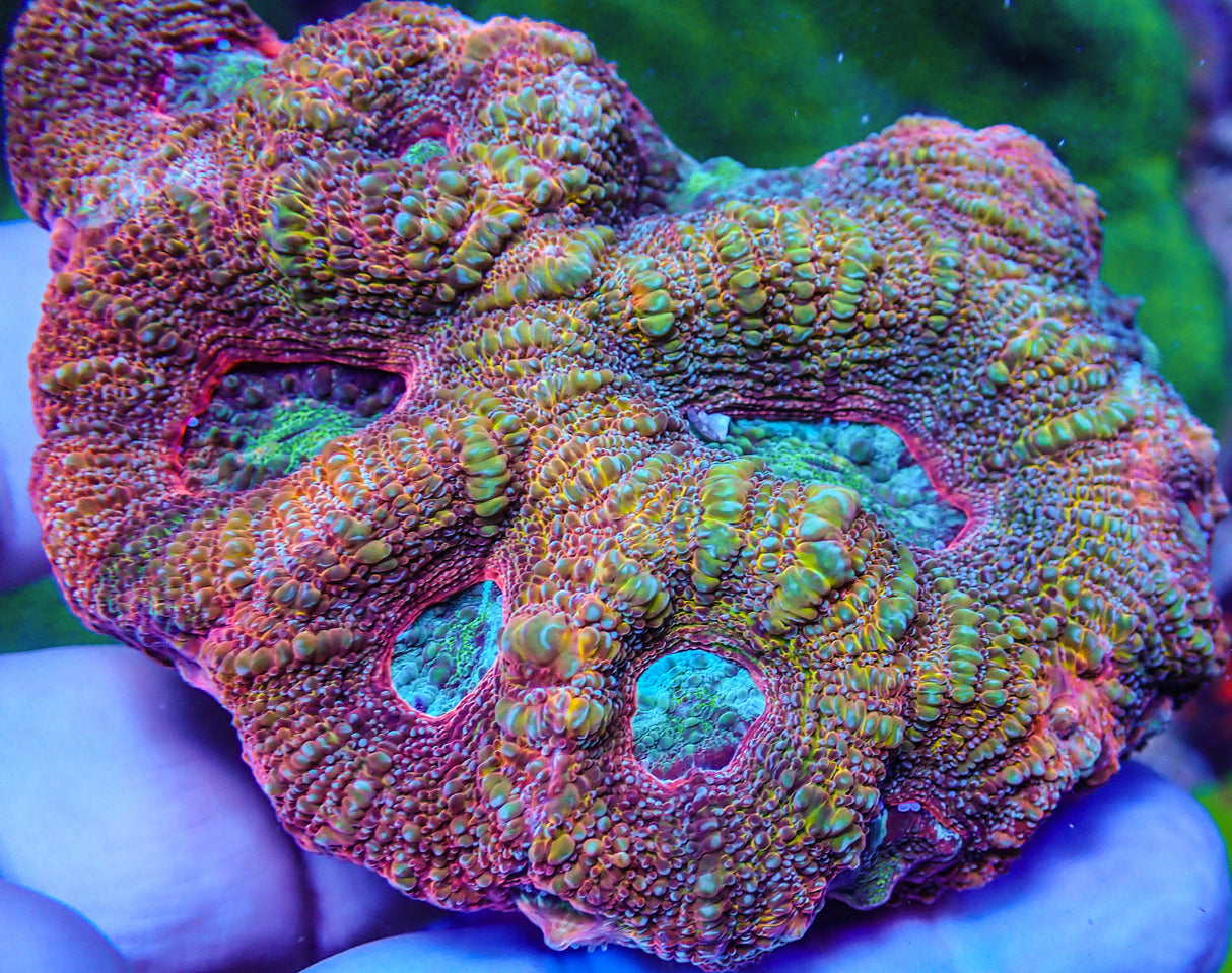 UC Turbo Charged Rainbow Acan Bowerbanki