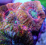 UC Turbo Charged Rainbow Acan Bowerbanki