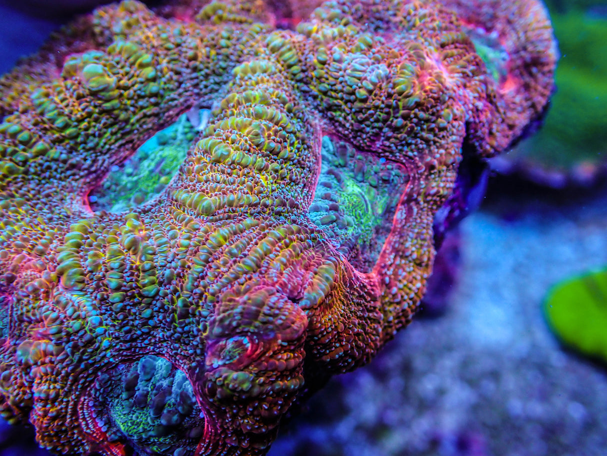 UC Turbo Charged Rainbow Acan Bowerbanki